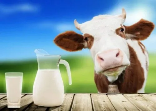 молоко сырое в Гатчине