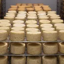 В Ленобласти заморозили крупнейший проект сырного производства в Буграх