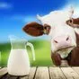 молоко сырое в Гатчине